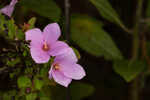 Fringed meadowbeauty